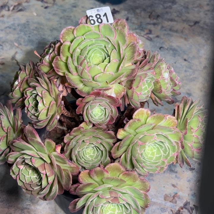 莲花681多肉法师一物一拍