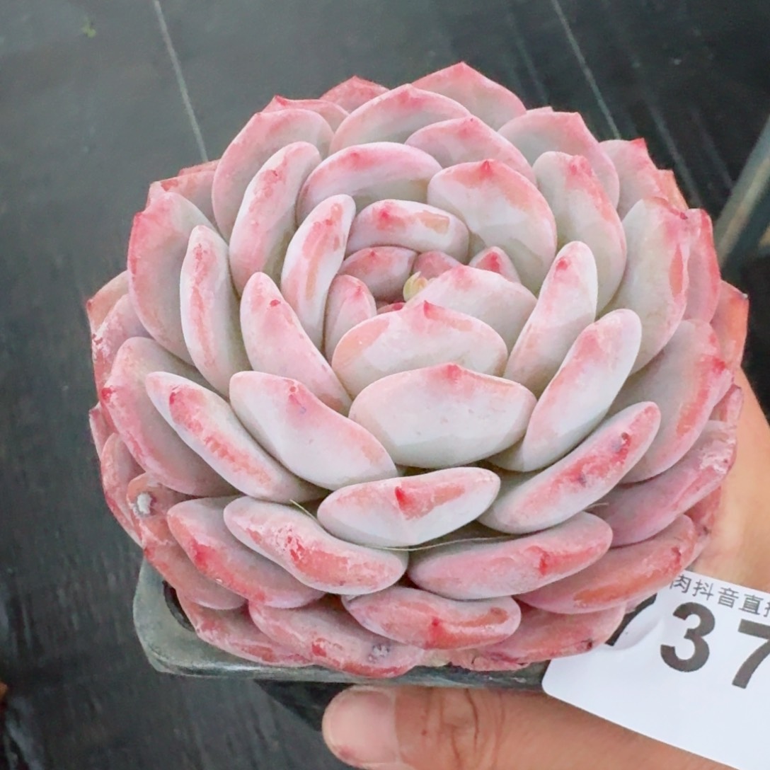 橙子         多肉植物