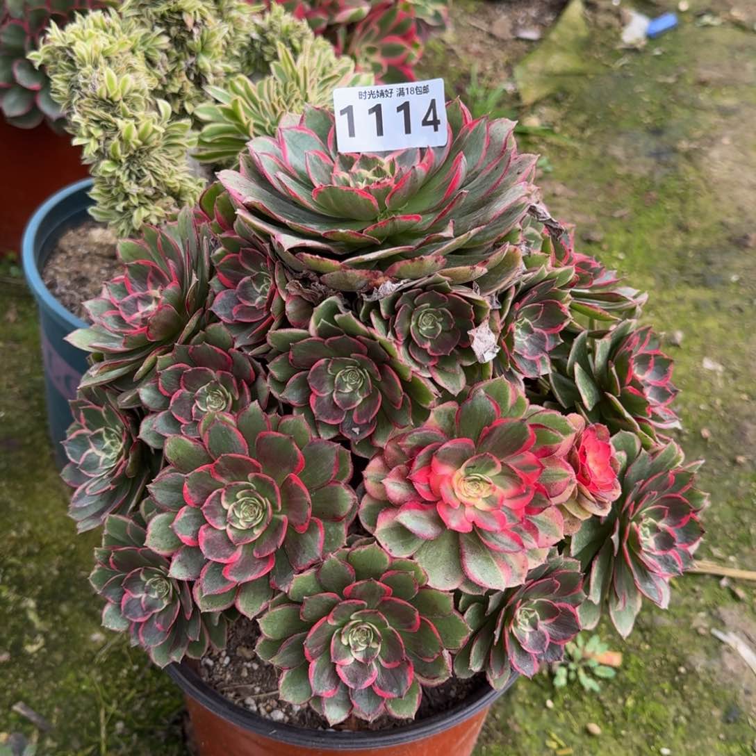 1114粉花妖多肉植物