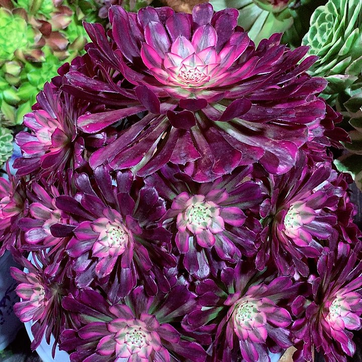 红超白，多肉植物