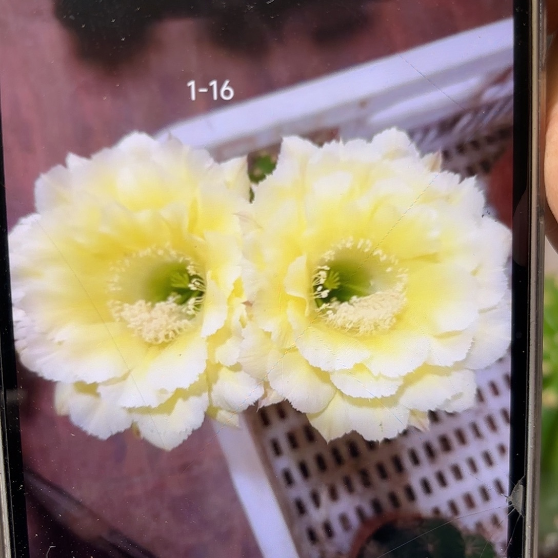 彩草1-16号7-8公分左右