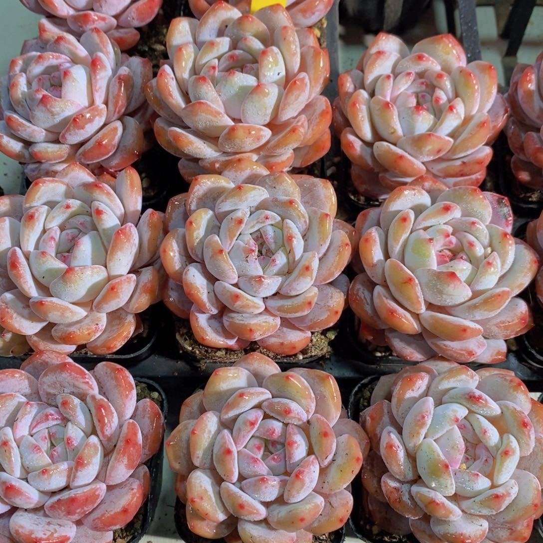 1207-26-M精品奶油包包韩橙单头两个