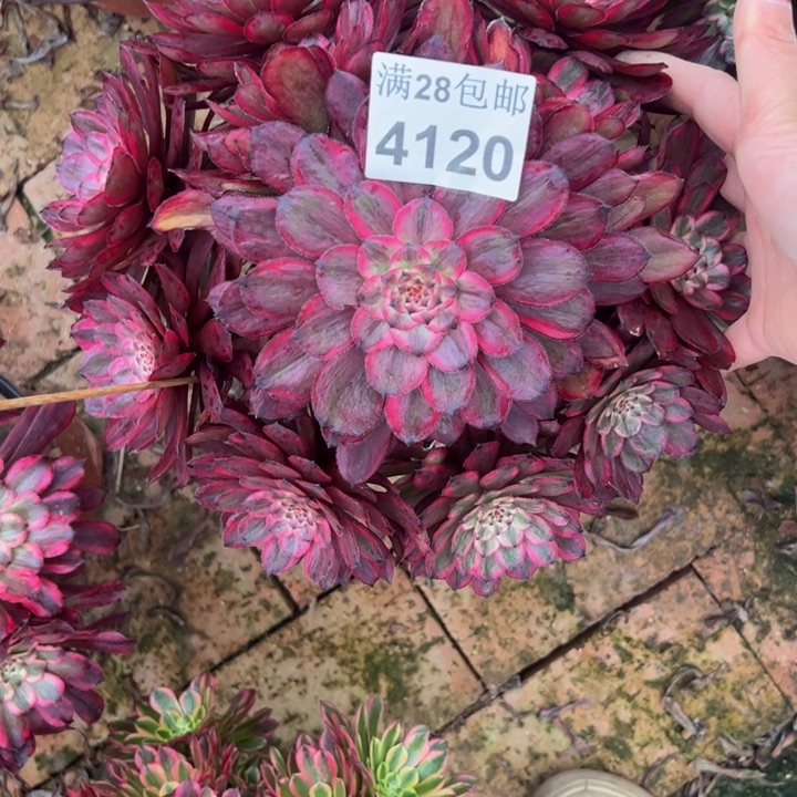 4120紫霞多肉植物