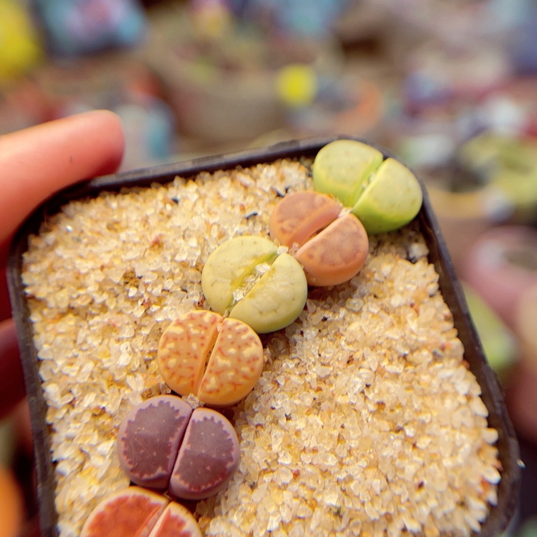 166。80888888888888888