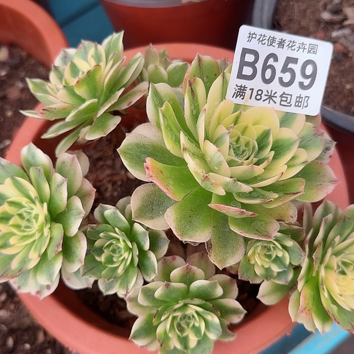 多肉法师伊丽莎白