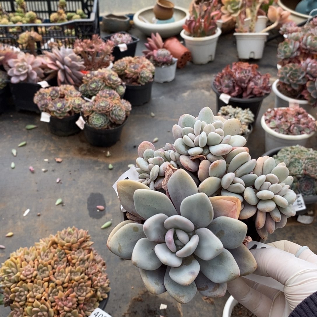 4099粉兔缀化一物一拍