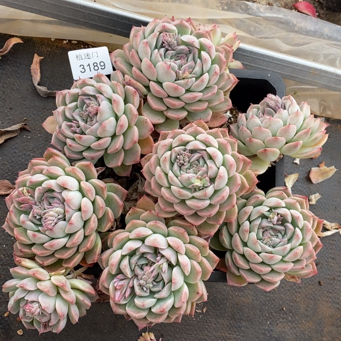 -****_杂交精品多肉3189