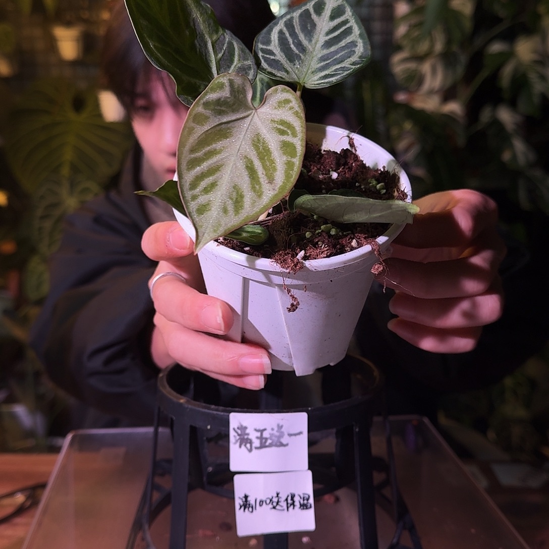 不开花植物G338银虎杂银刷子