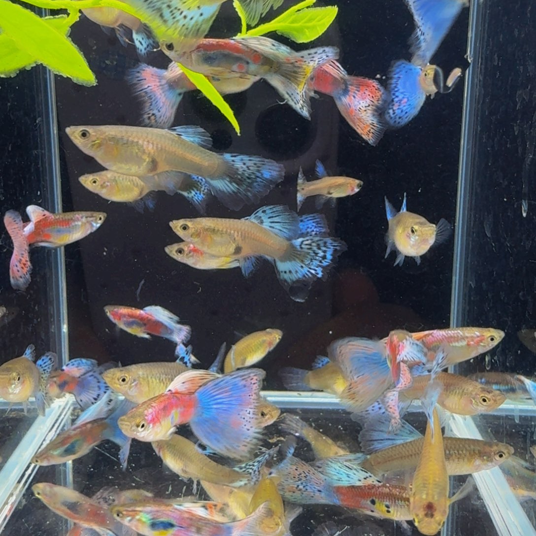 孔雀鱼红草孔雀6条3对