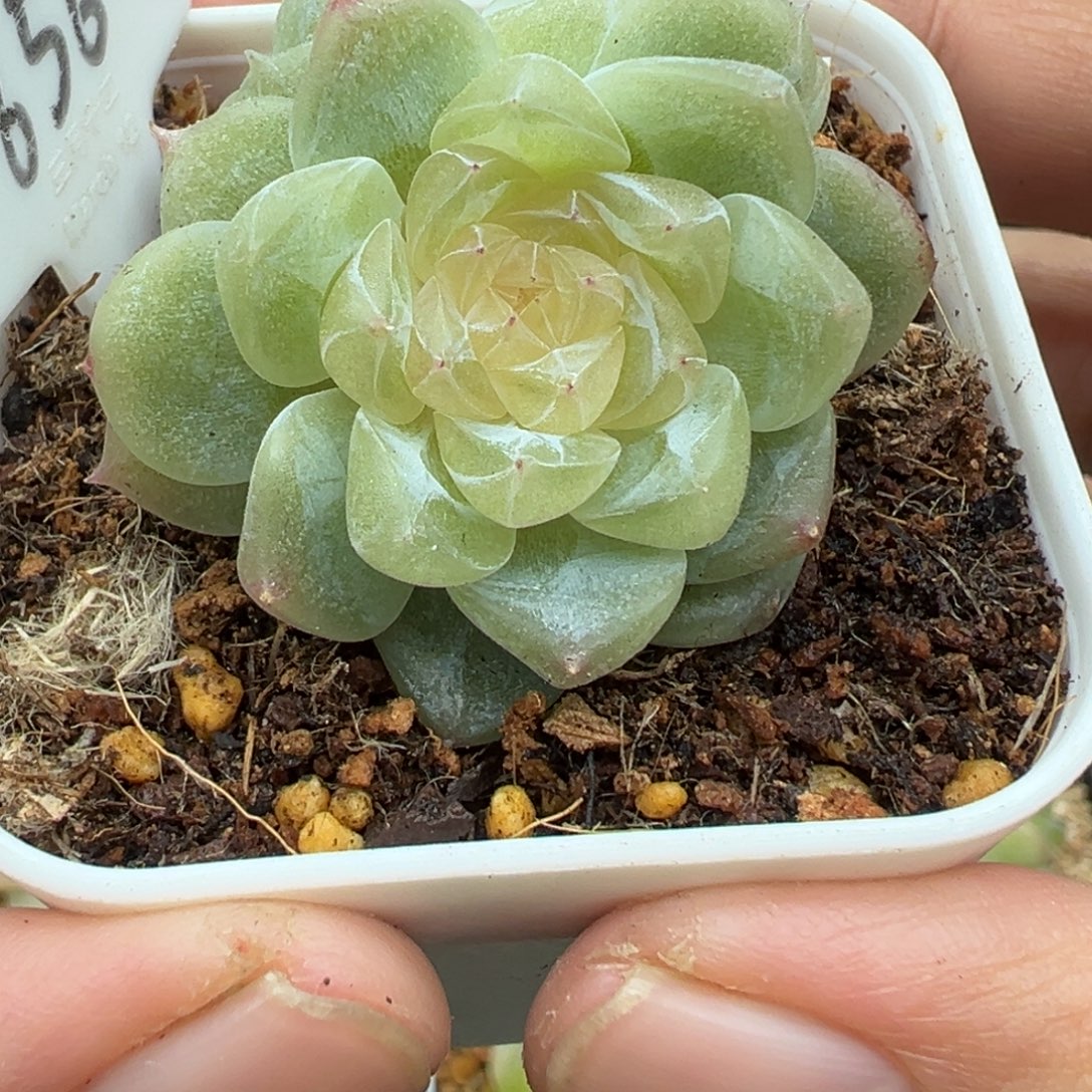 656号泼天富贵晗雨多肉