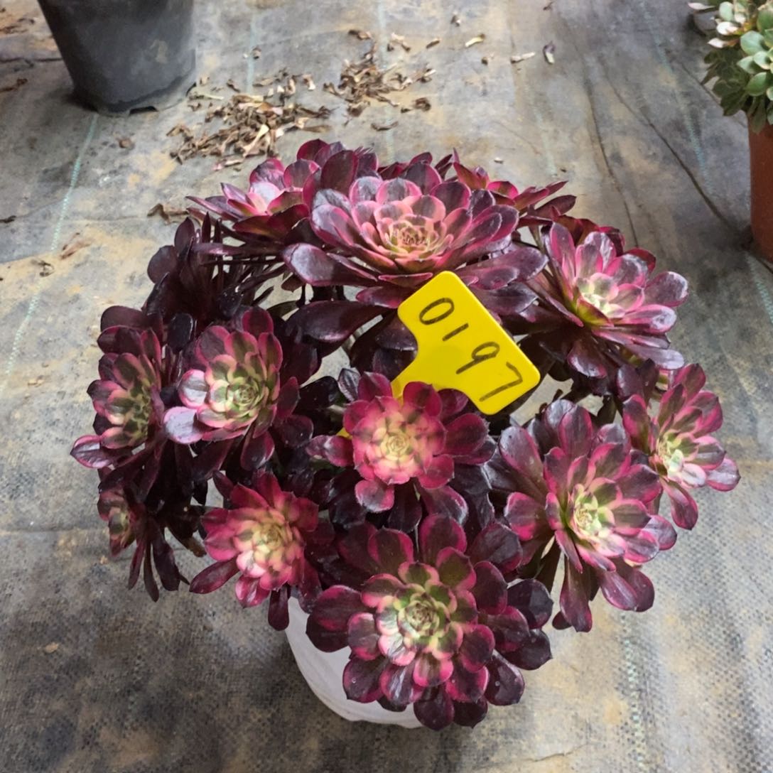 红陶0197黑金刚法师