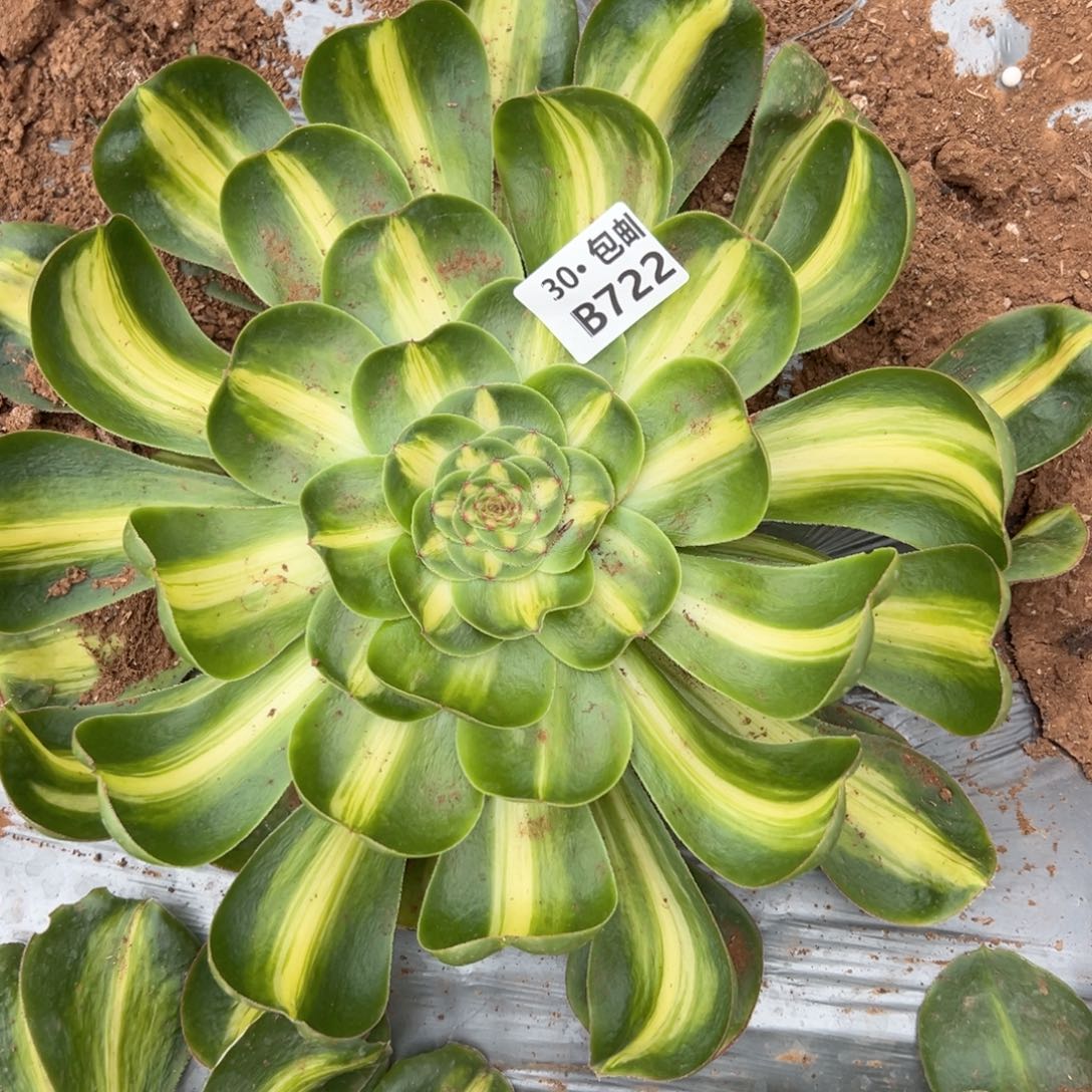 722暴君多肉法师