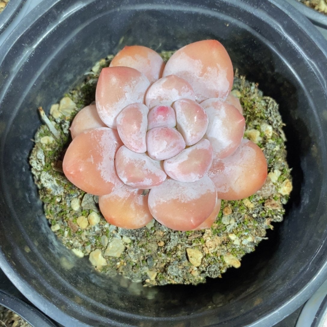 可问主播品种，下滑链接更多品种多肉选择