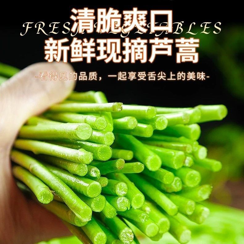 湖北武汉黎蒿现摘现发农家自种蔬菜嫩黎蒿杆子清炒火锅凉拌烧腊肉