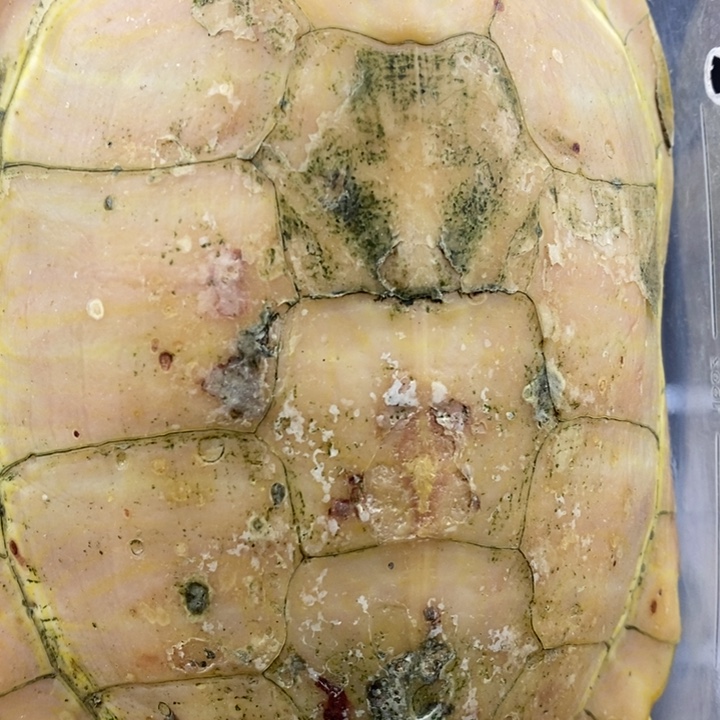 巴西彩龟母6666666