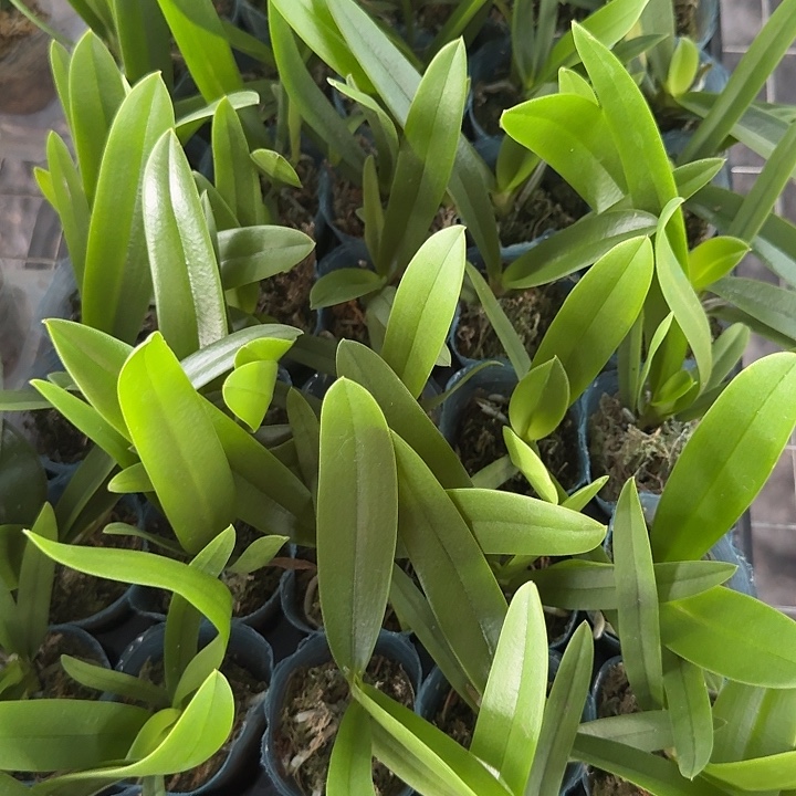 当前无花朵，栽培后可花朵蓝星1.7寸苗