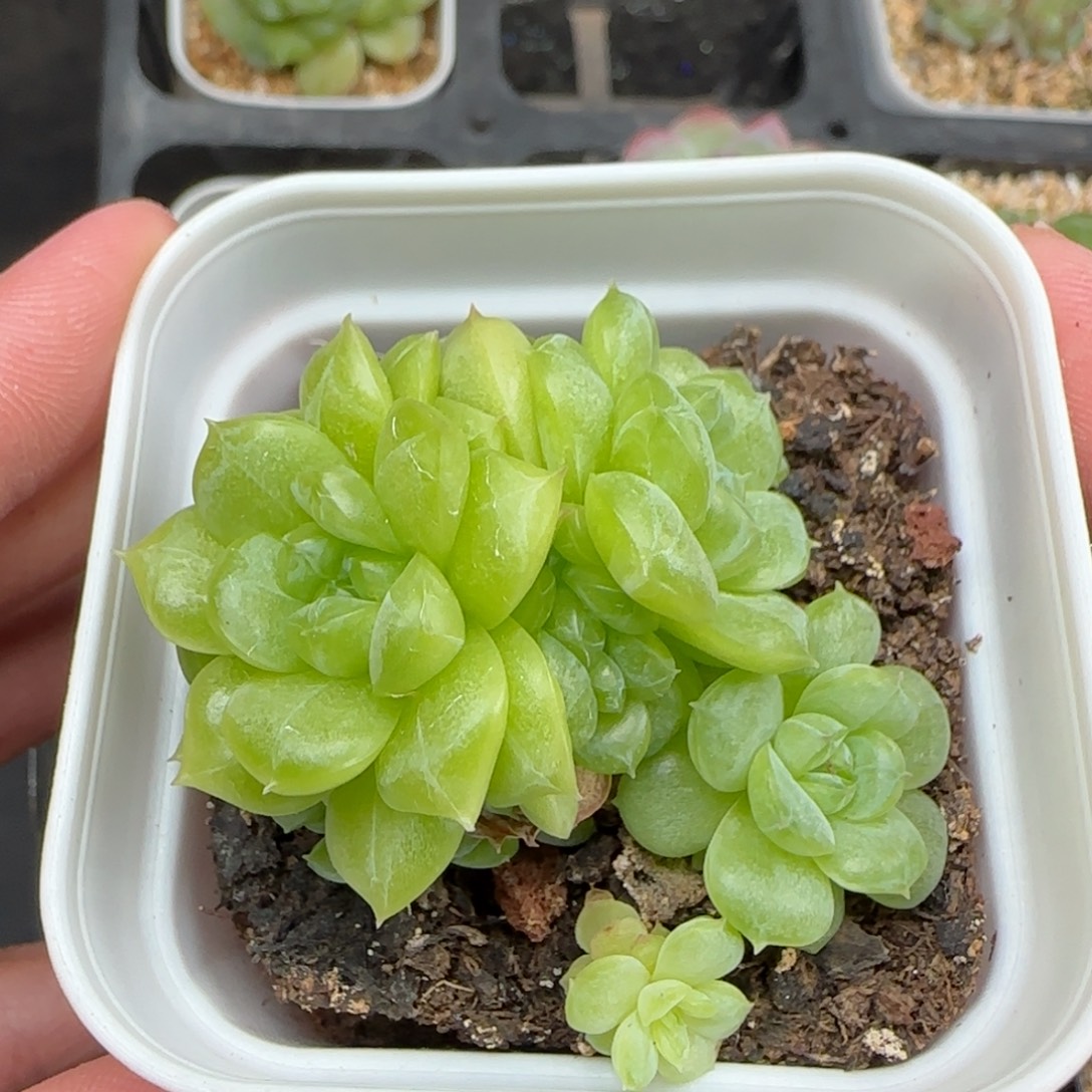 一物一拍绿透珍妮群