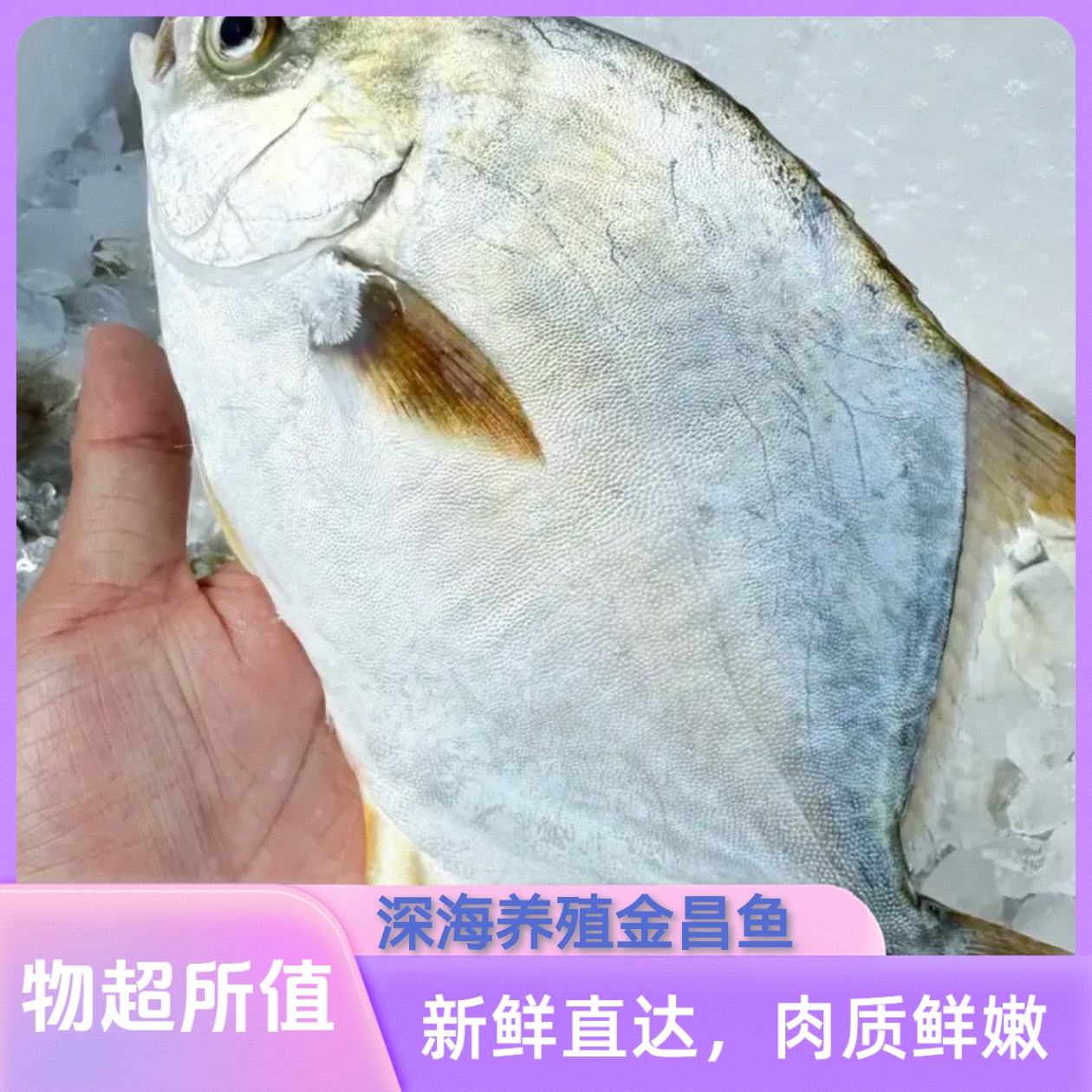 深海金鲳鱼深海养殖无泥腥味独立真空顺丰配送