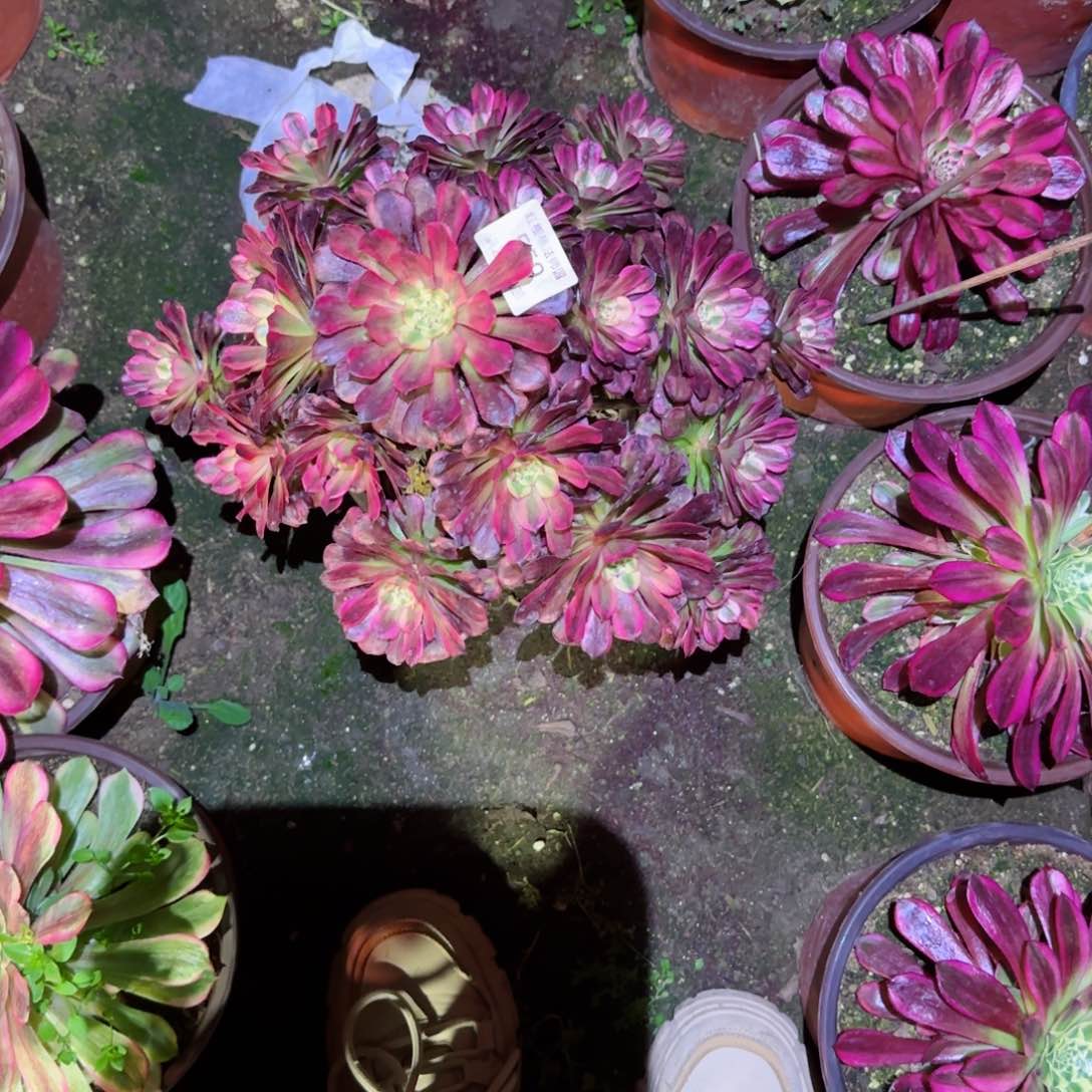 红颜法师有断不售后559