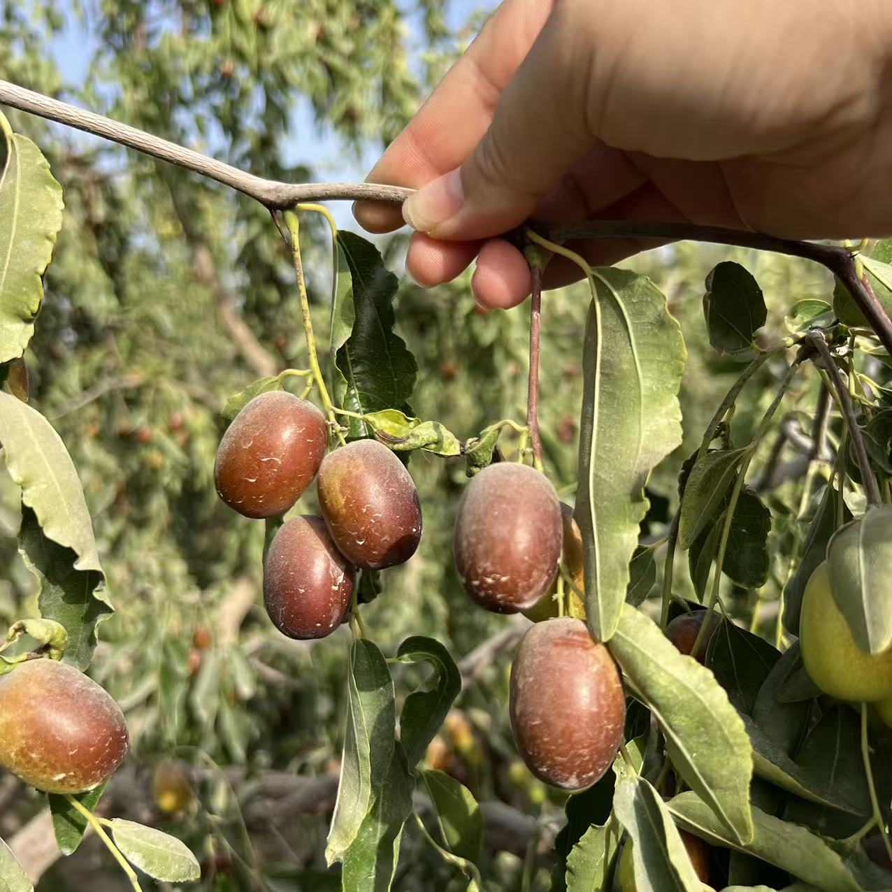 【京东专线】新疆鲜灰枣一枣两吃新疆原产地直发现摘现发净重5.2斤