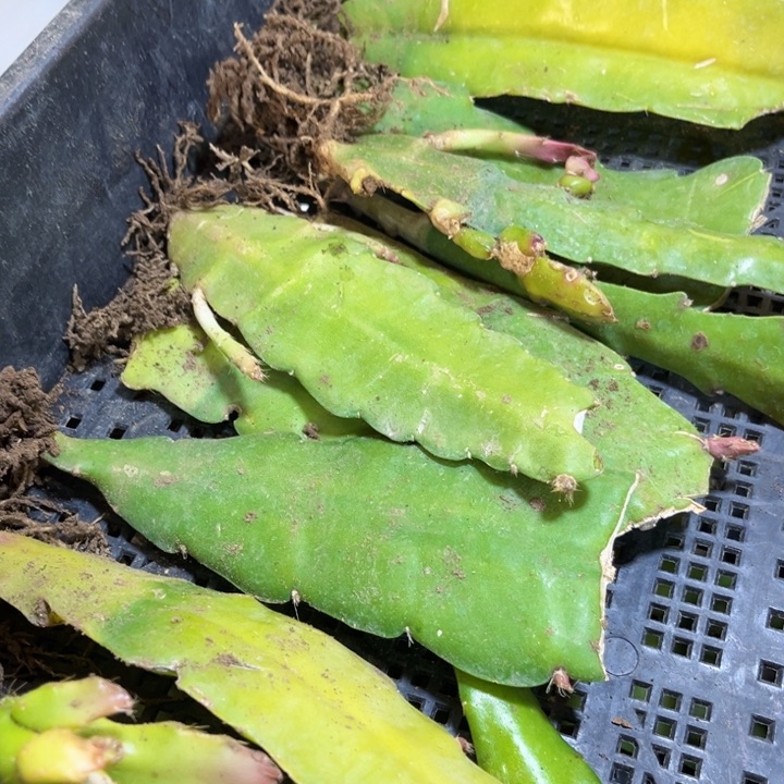 当前无花栽培后可以开花8苗5色