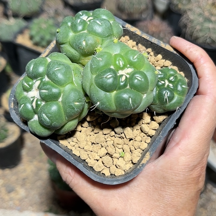 全部花朵老*1111111111111