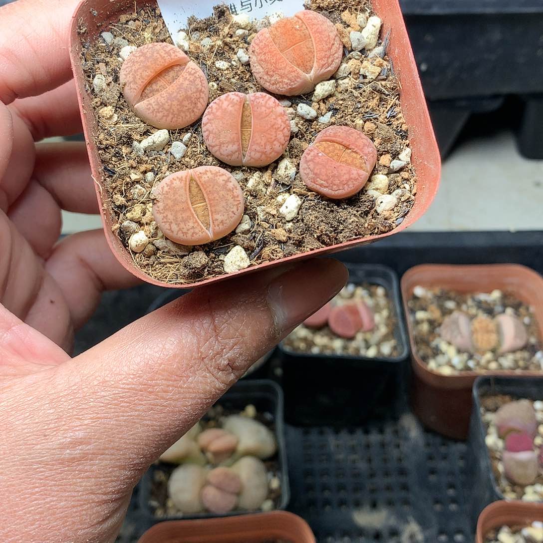 H29多肉植物保护研究所