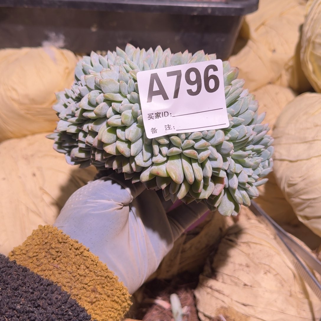 香***，星影缀化呀呀呀呀