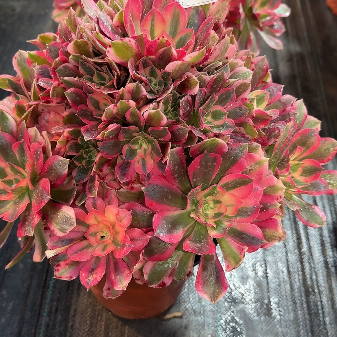 0840多肉女郎多肉多肉