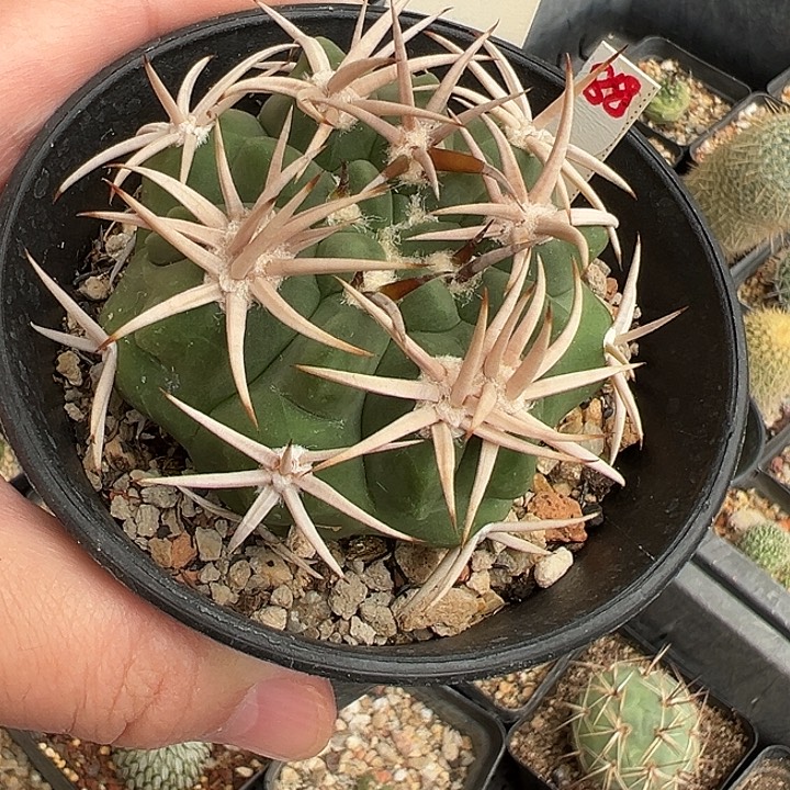 实生豪刺双刺缀碧岩玉一棵6cm