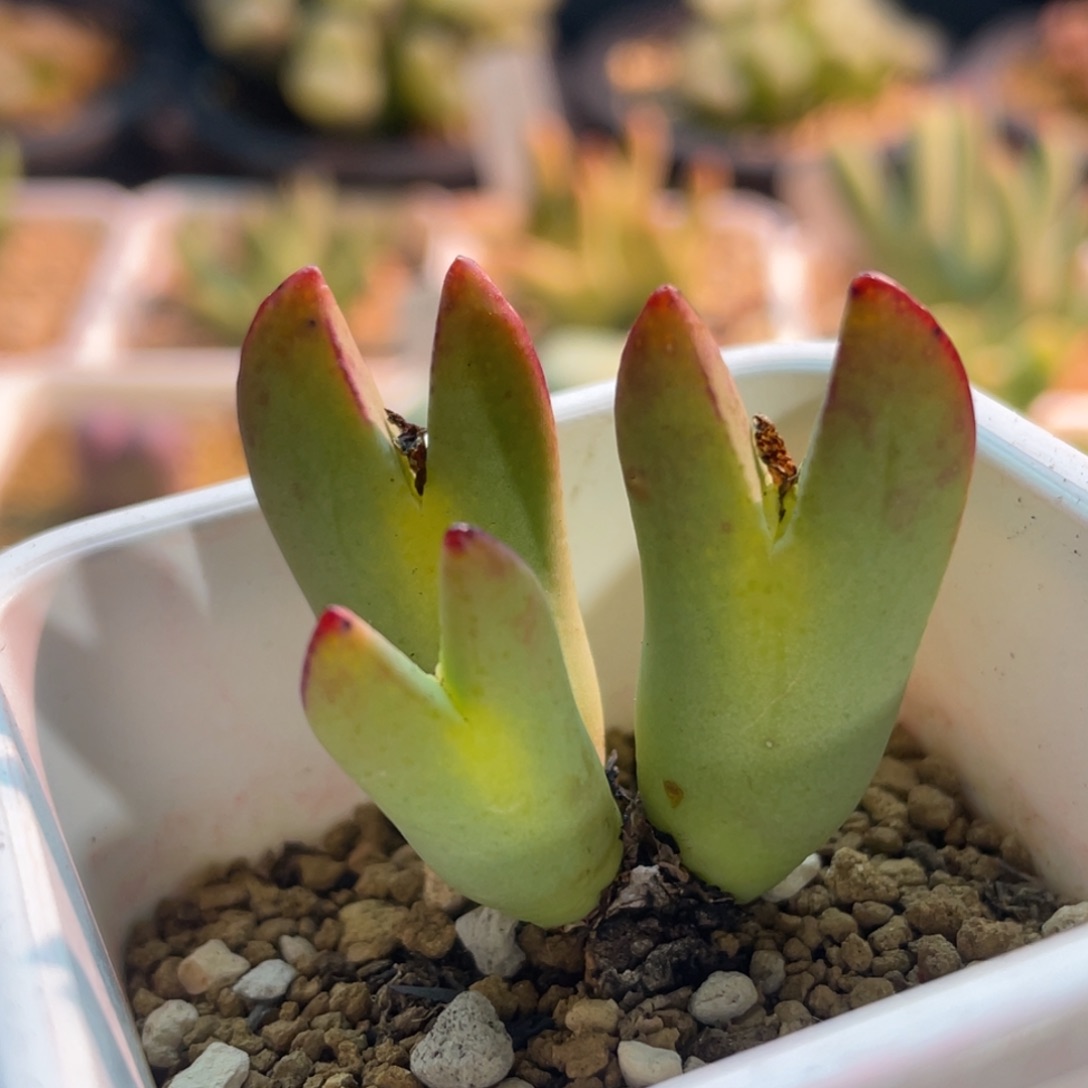 黄体少将植物一物一拍