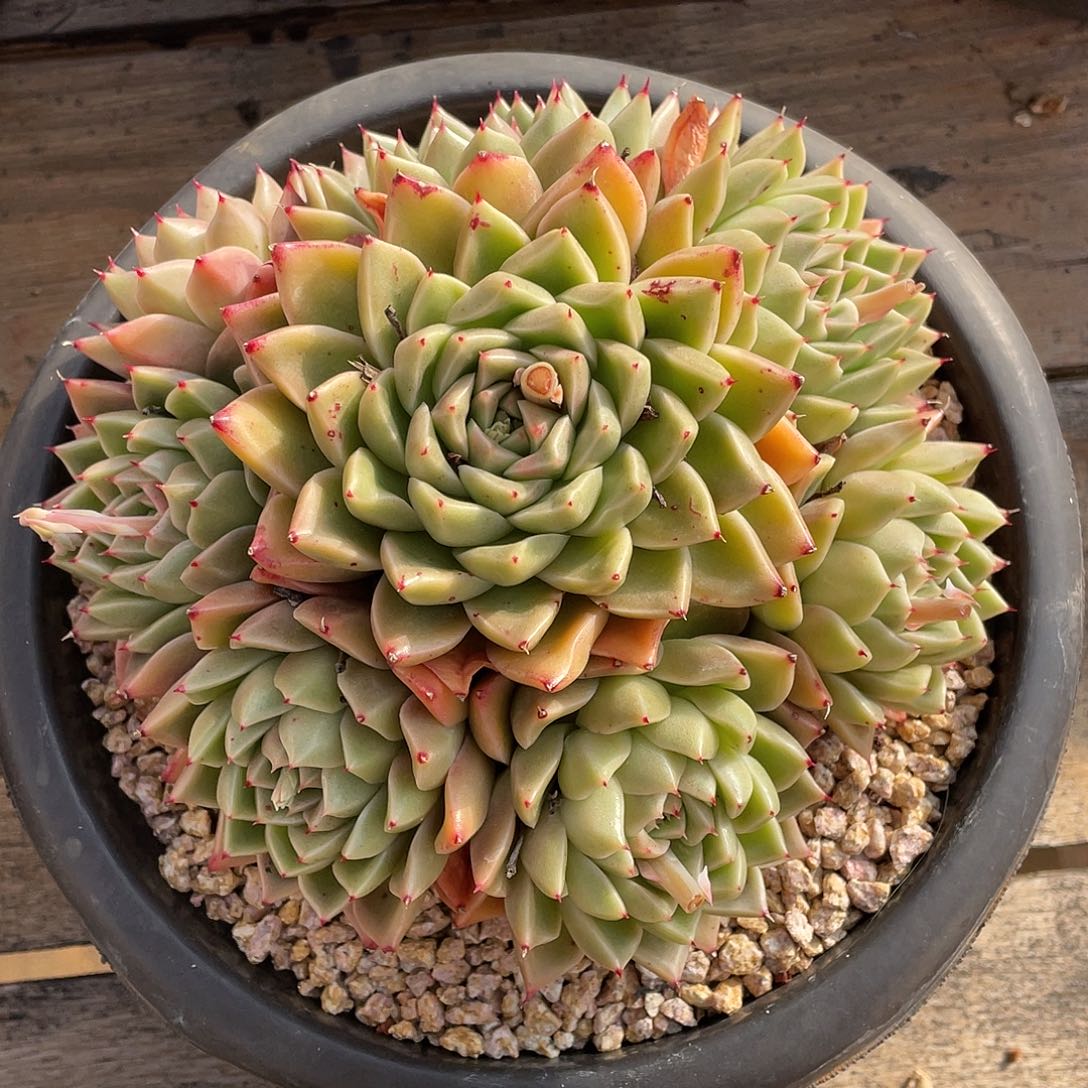 多肉植物一物一拍