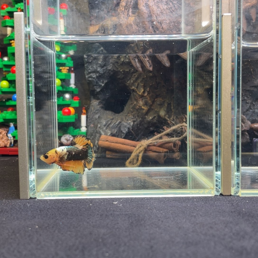 斗鱼十二月十日竞价