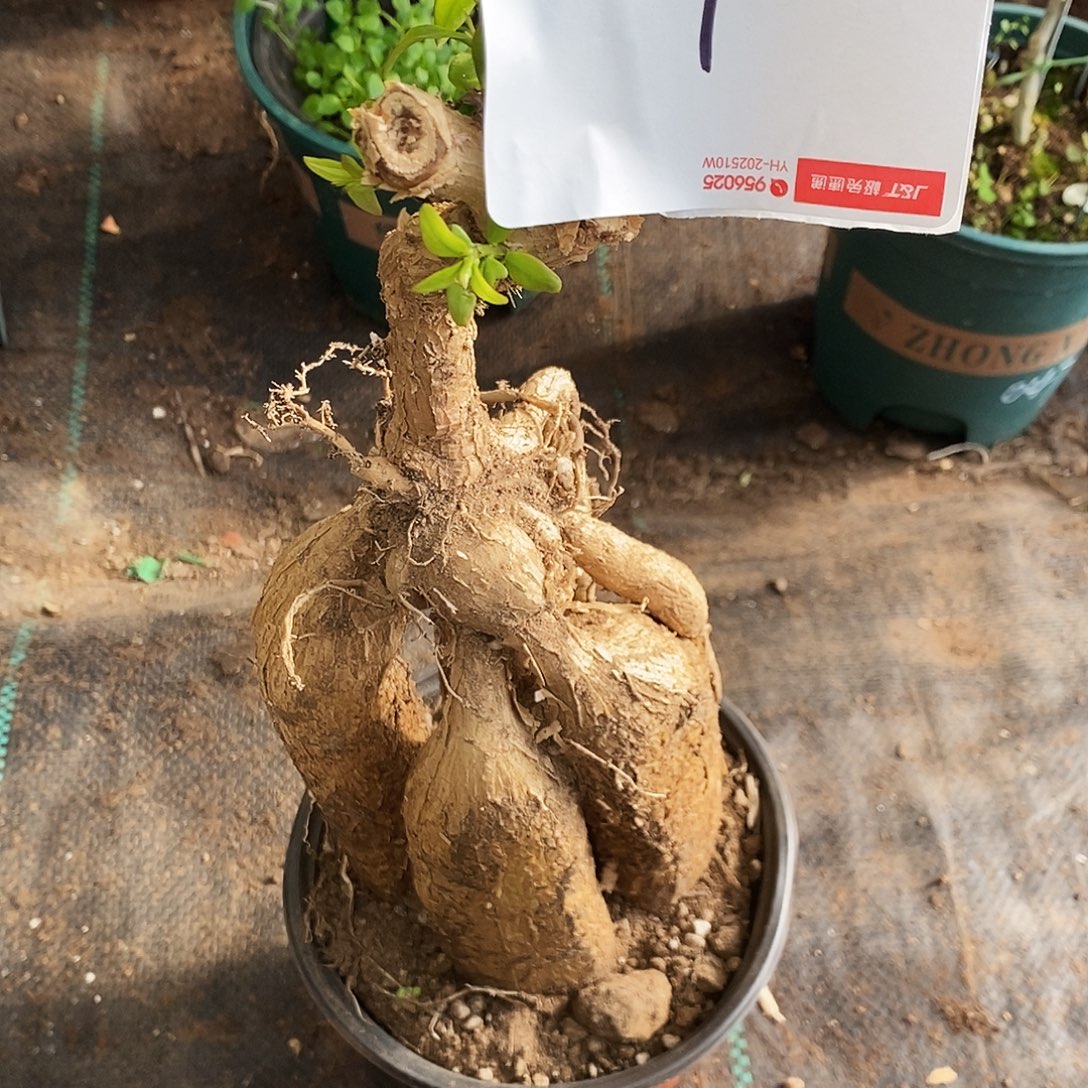 梓***林完全开放叶仙嫁接一物一拍