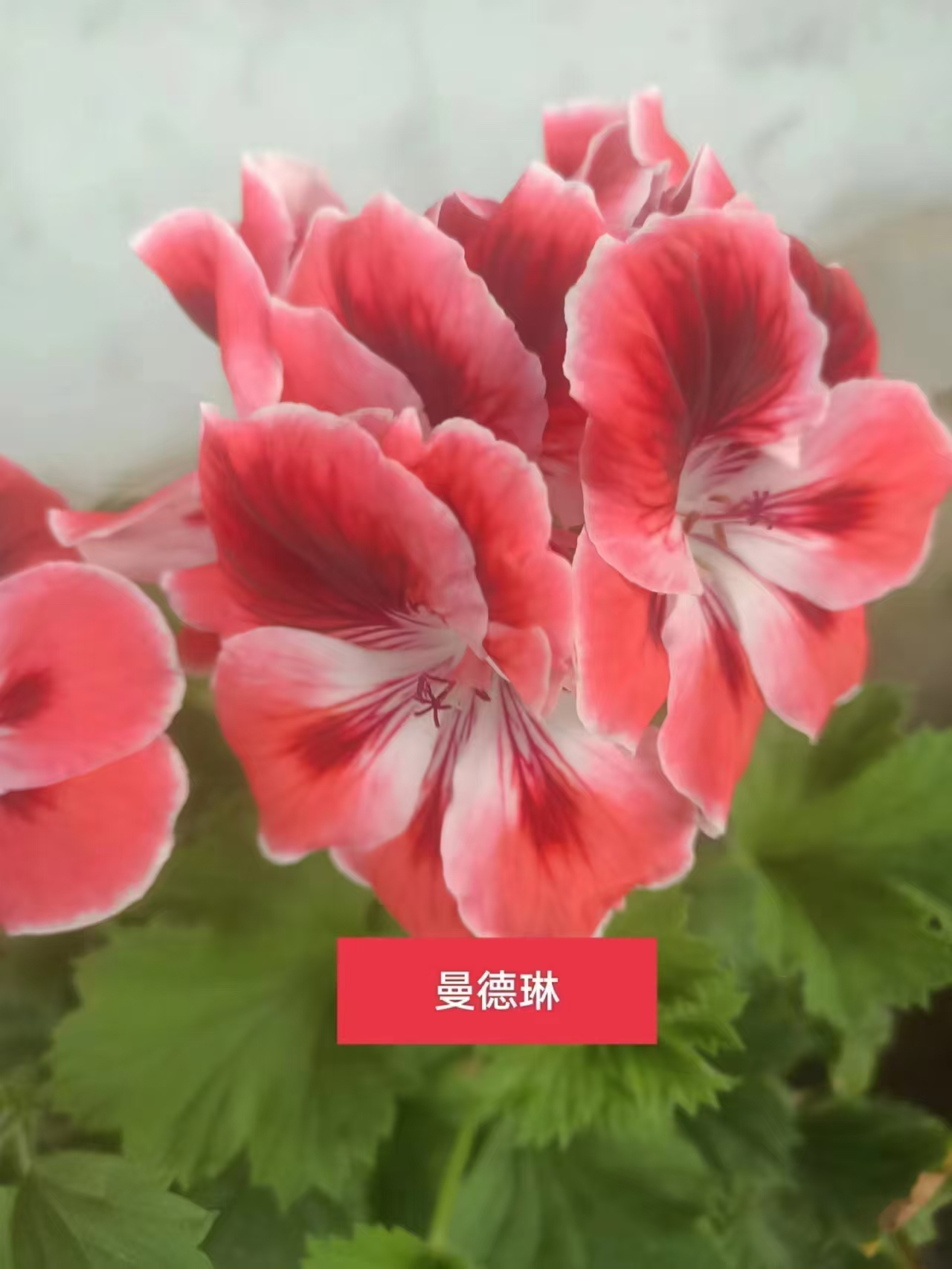 『清棚7.5米一颗无售后』建议勿拍四盆四色 天竺葵大花系列蝴蝶梅