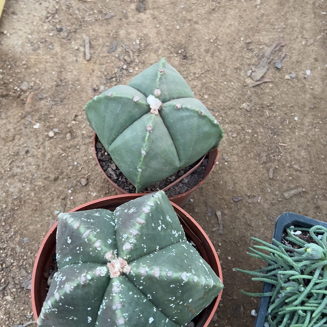 多肉植物鸾凤玉两颗