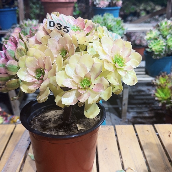 时***泰多肉法师雨荷035不包损。