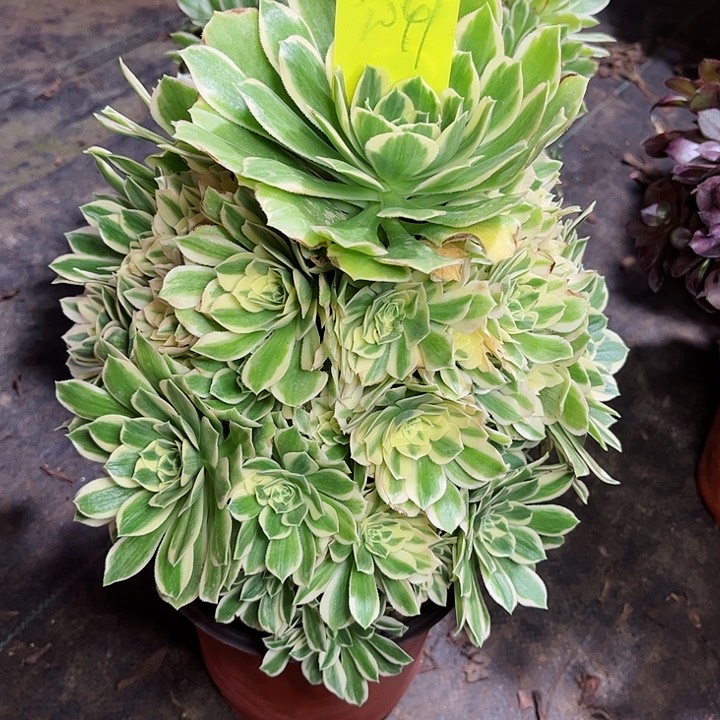 2041芳华多肉111111