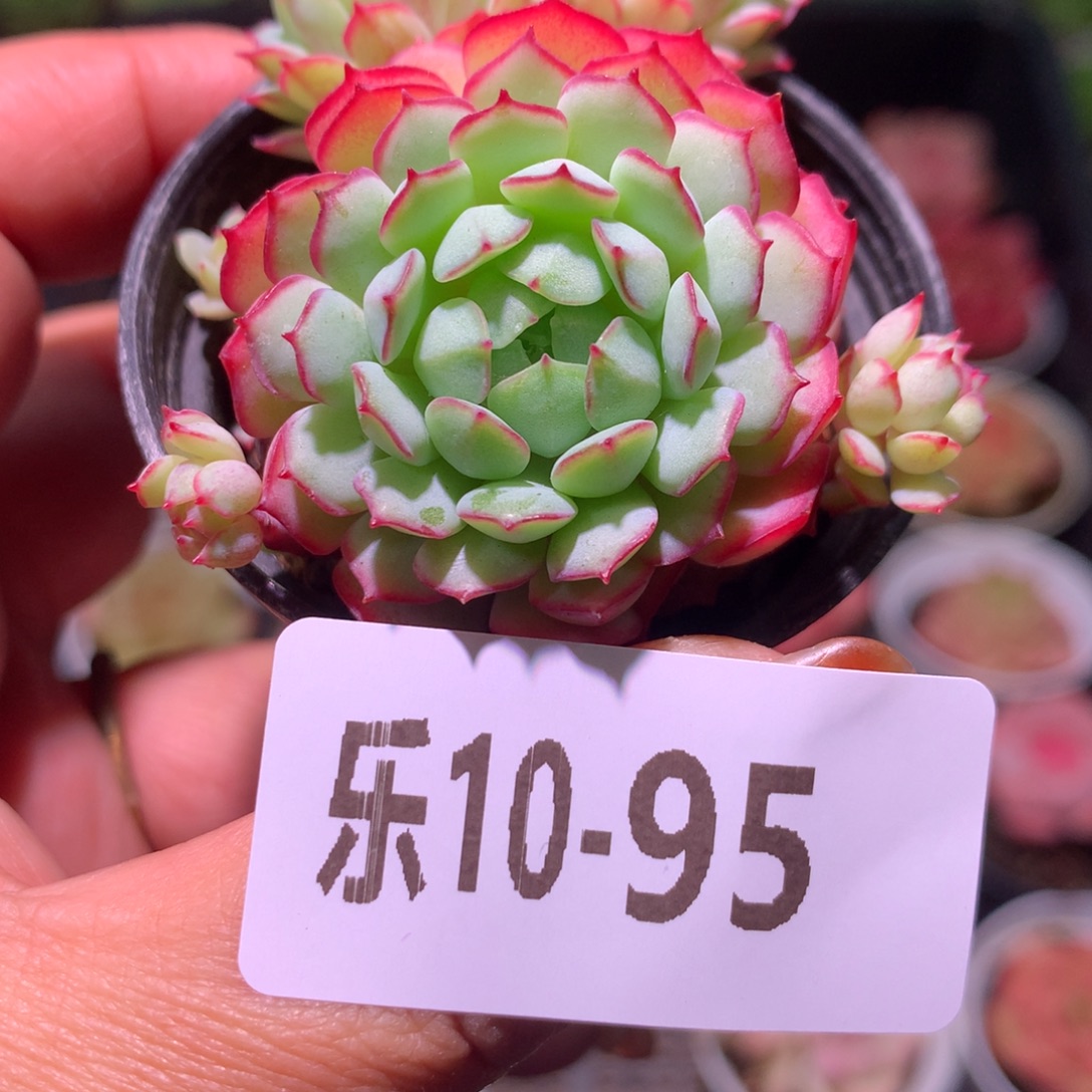 乐然10-95 小红船 