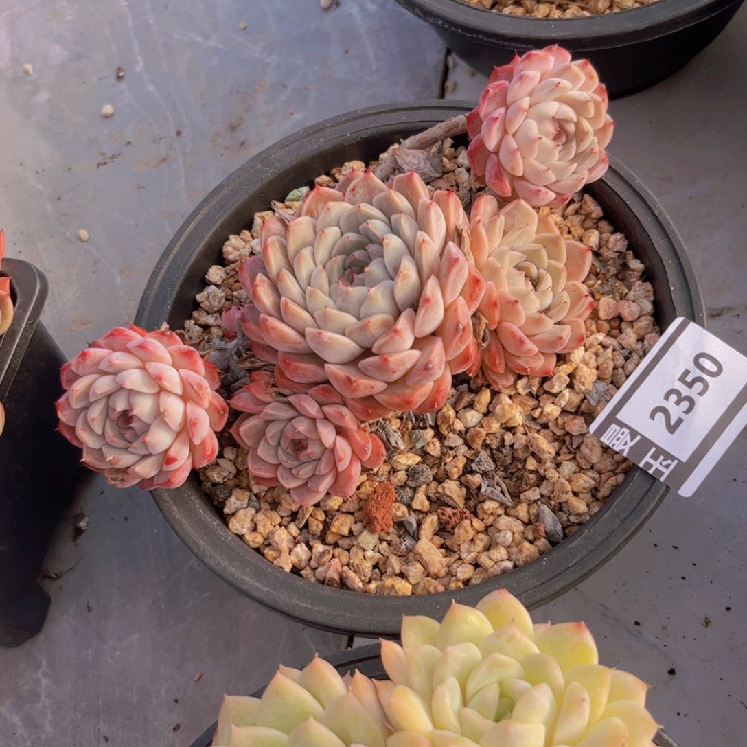 杂多肉植物多肉2350
