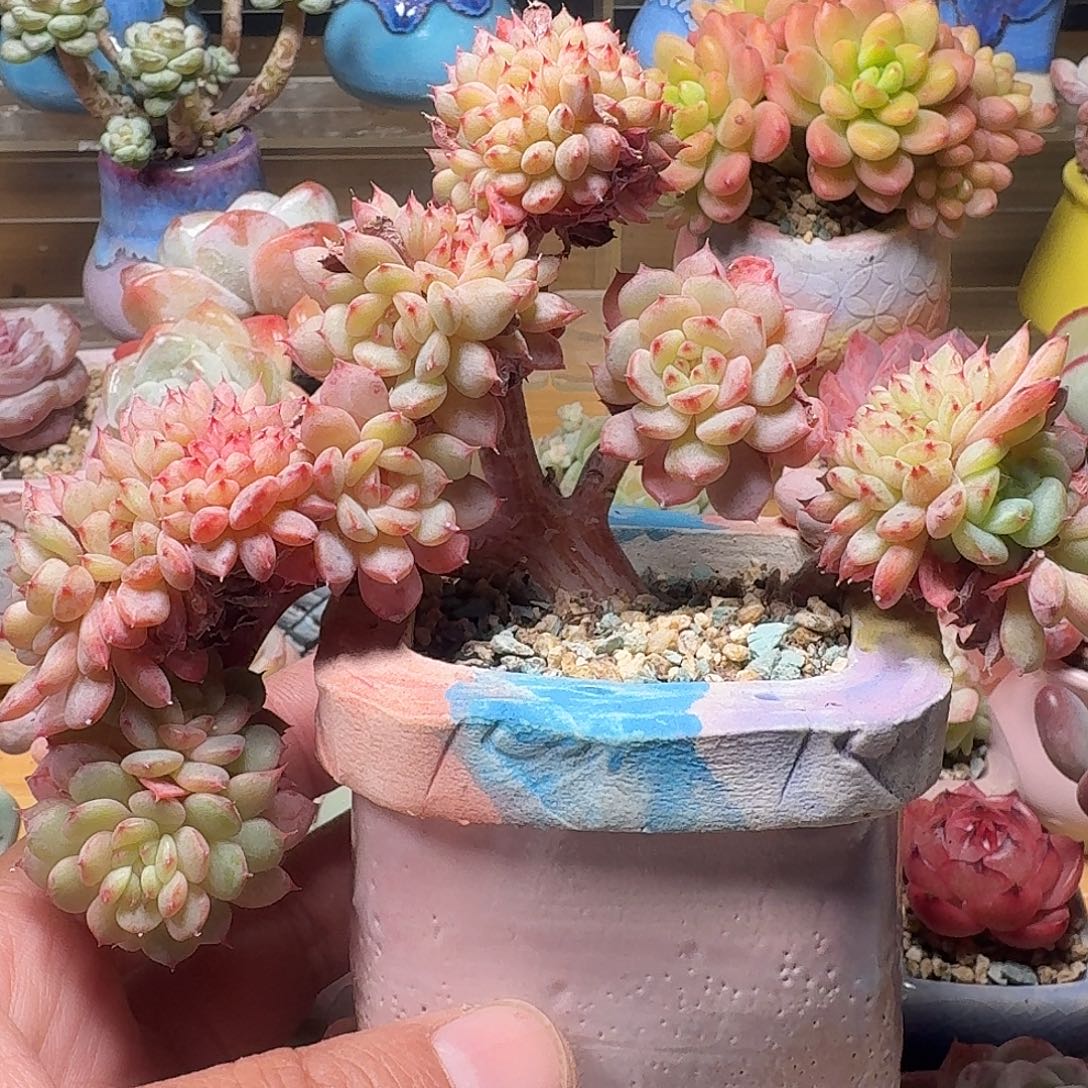 半***洱白胖子缀花含盆含土