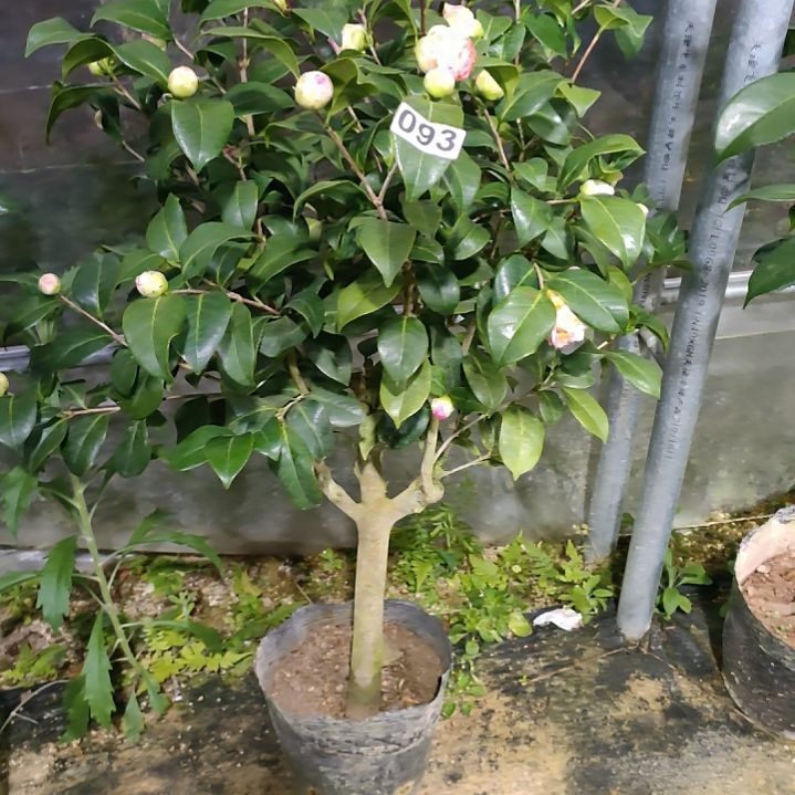 93康寿桃，原盆原土发货