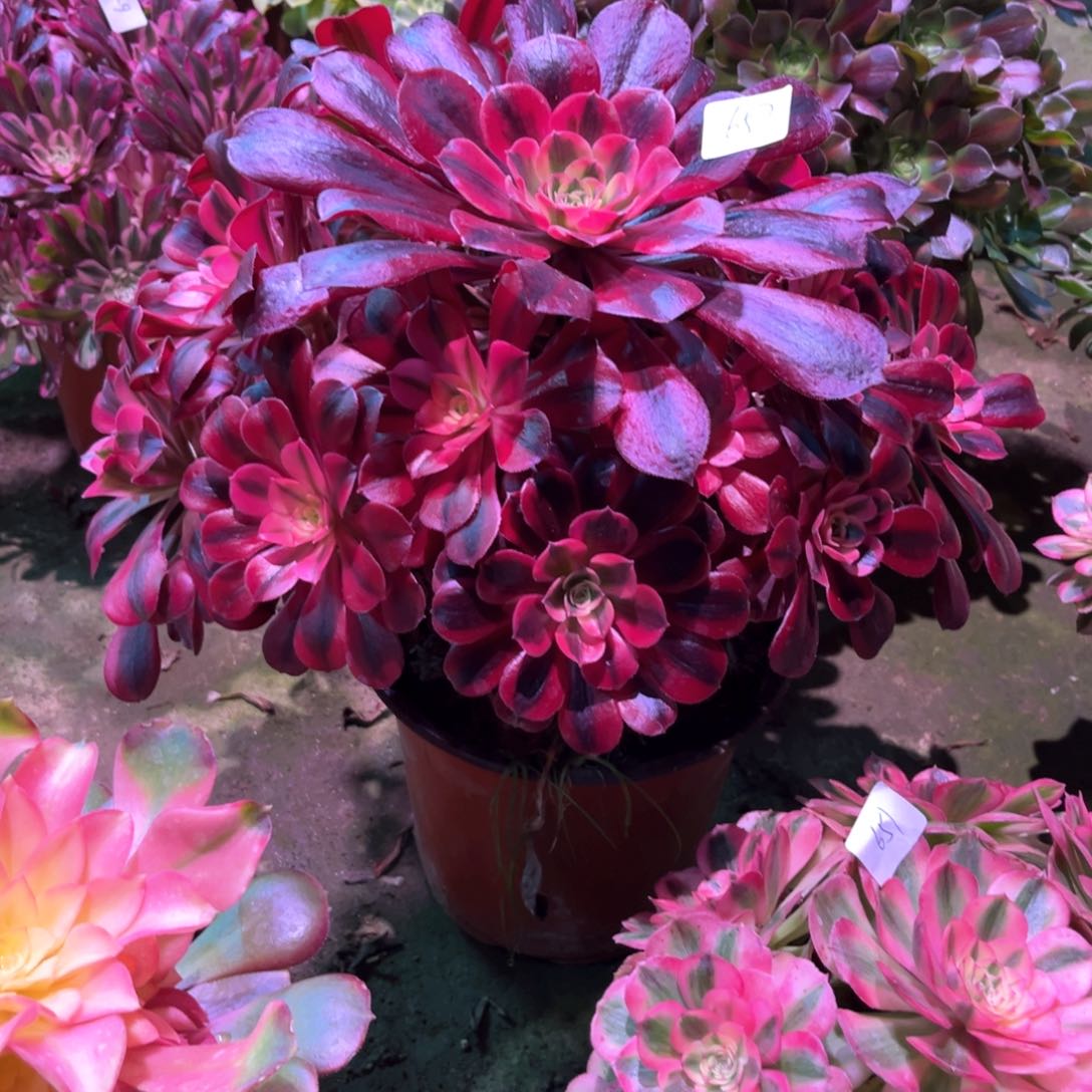 多肉植物美杜莎657