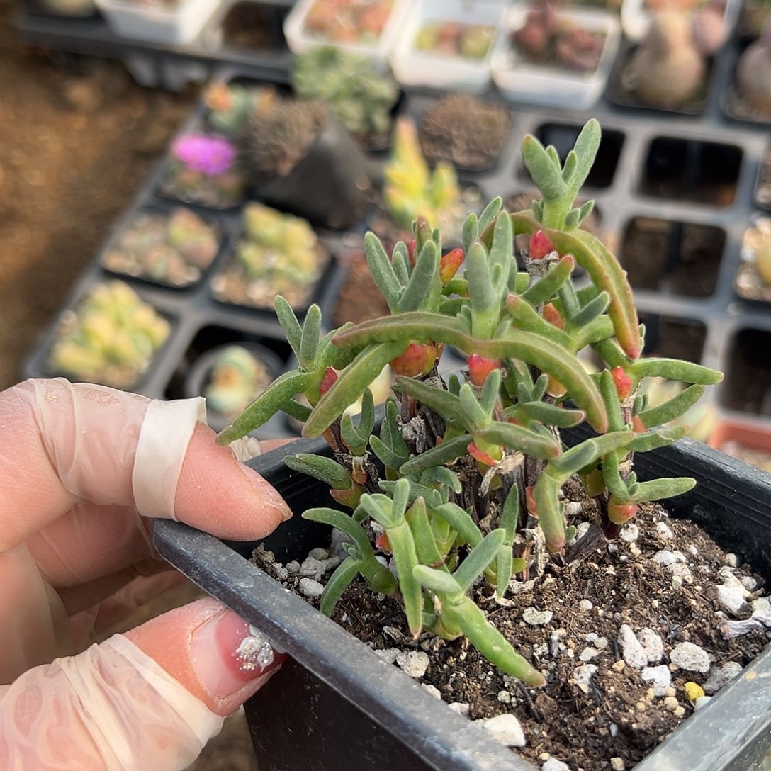多肉植物短兔儿枝干