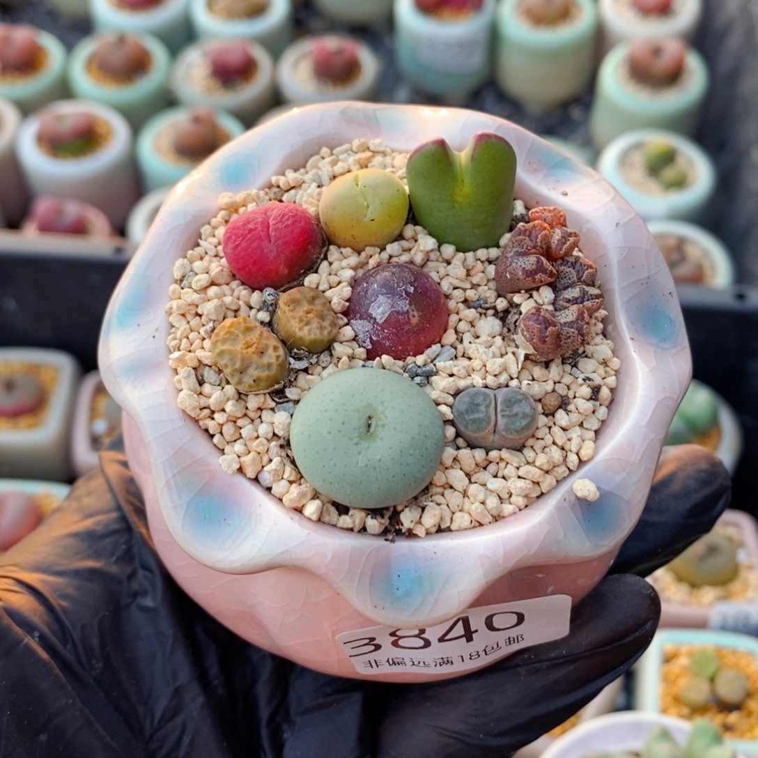 3840-一物一拍 带盆