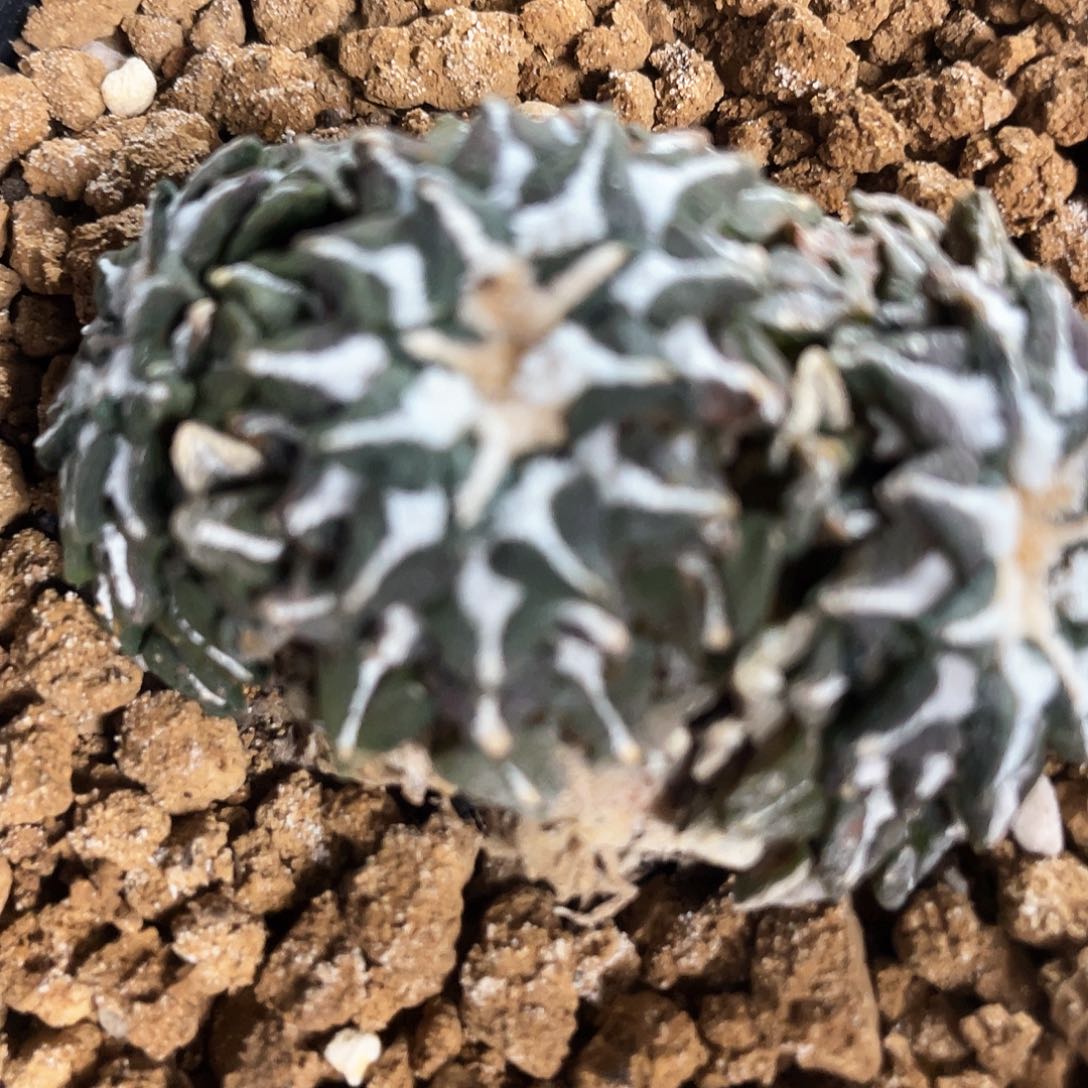 31号自根群生姬牡丹