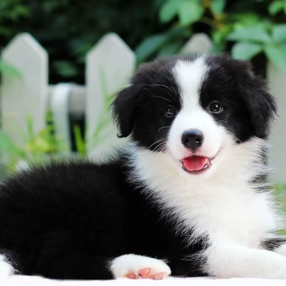 边牧自己家犬舍繁殖一物一拍