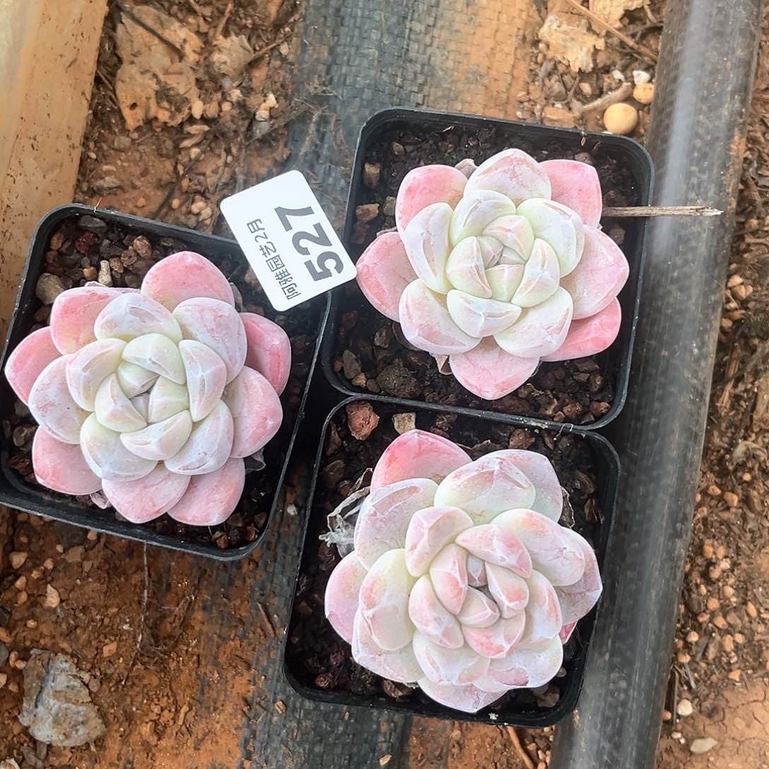 阿雅园艺。       527