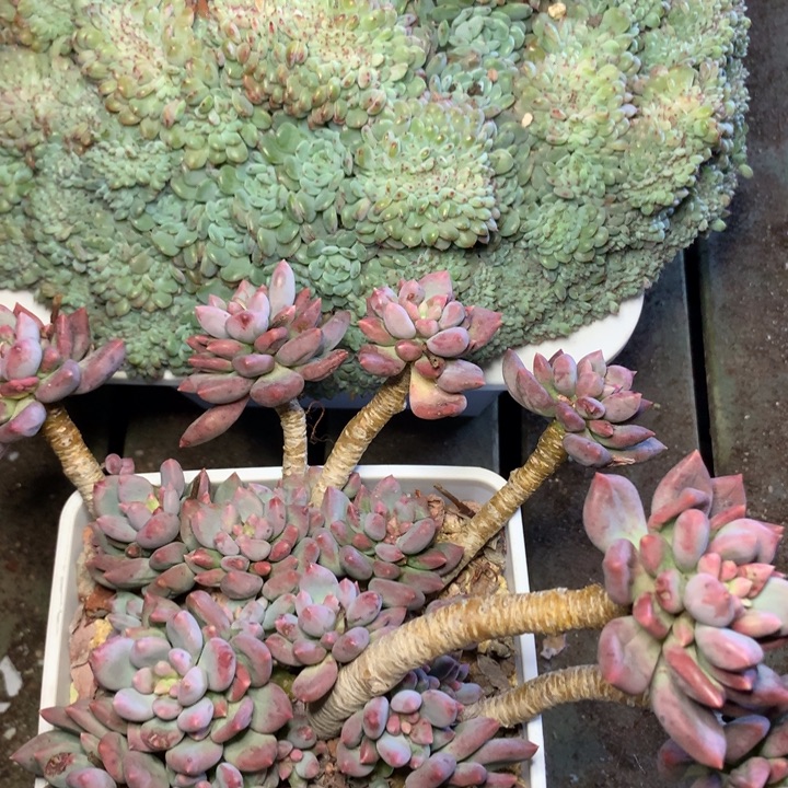 阿***呀两颗一组超大群脱土