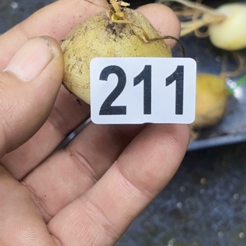 211苍角殿如图东北不拍货